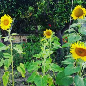 la rubricola di piccolaflò