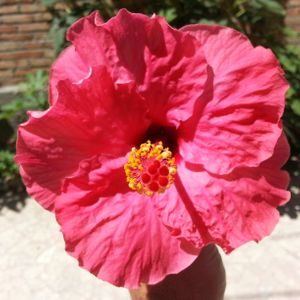 Romance8