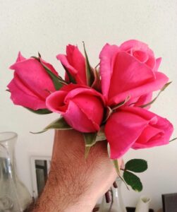 Romance8 nr 36