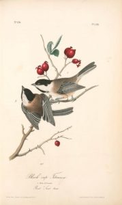 Arceglicegliu