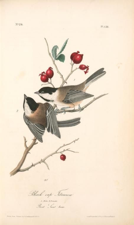 Arceglicegliu
