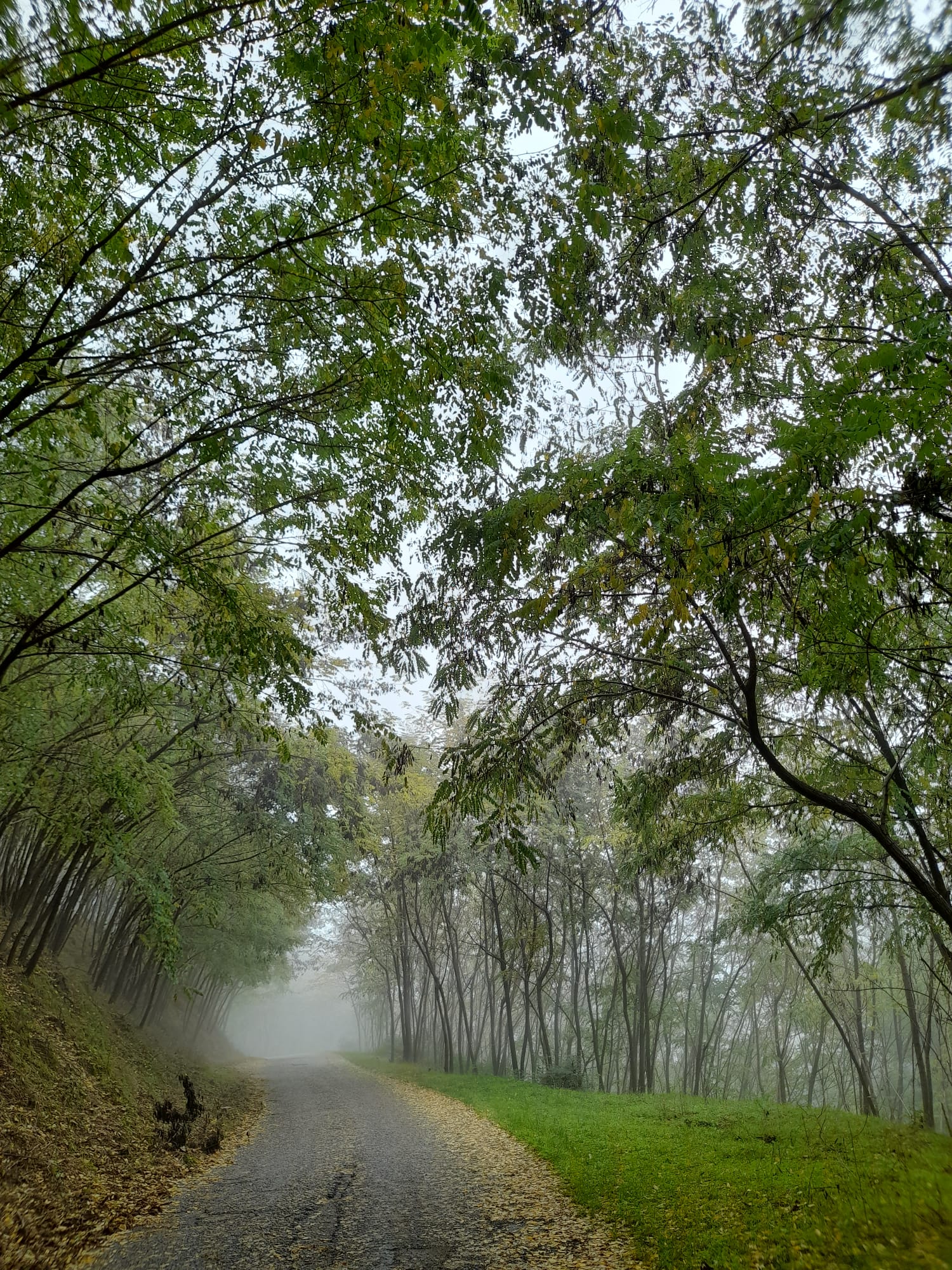 Nebbia - Daniela Rullo