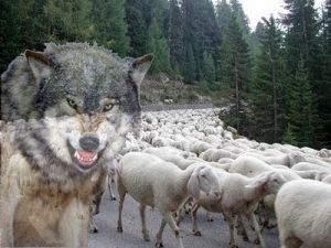 pecura o lupu