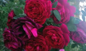 “rosEros”: sta per arrivare la Festa delle Rose VI edizione