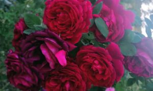 “rosEros”: sta per arrivare la Festa delle Rose VI edizione